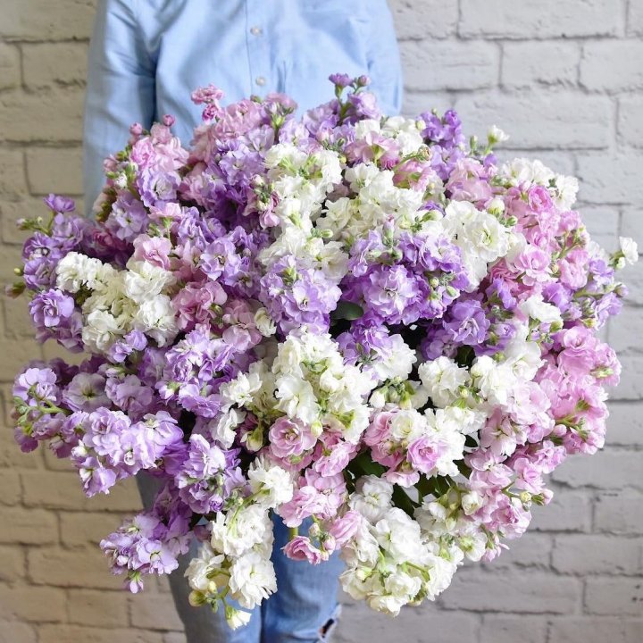 Облако маттиол в Твери