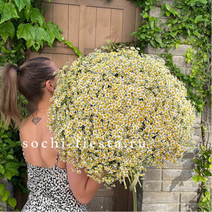 101 ромашка в Твери