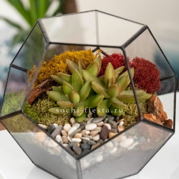 Флорариум “Додекаэдр” с суккулентом Седум в Твери