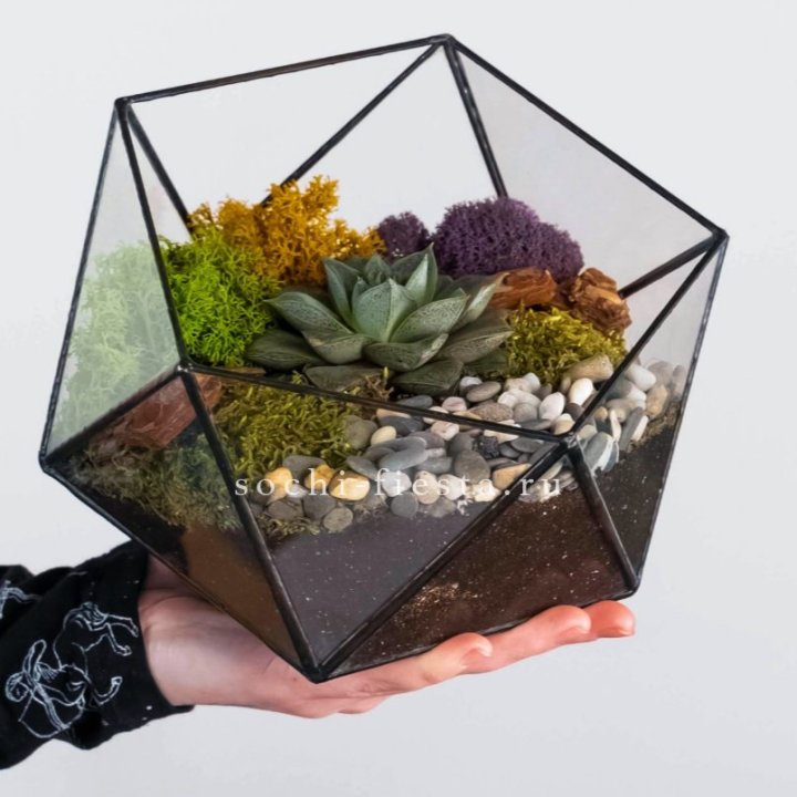 Флорариум “Икосаэдр” с суккулентом Каменная Роза в Твери