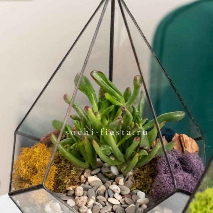 Флорариум “Капля” с суккулентом Крассула Хоббит в Твери