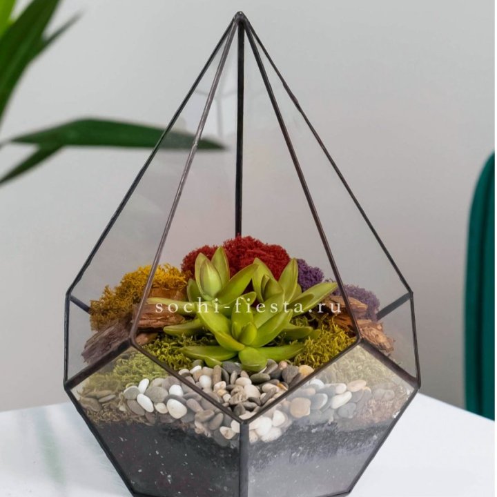 Флорариум Капля с суккулентом в Твери
