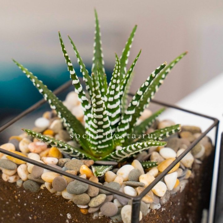 Флорариум Кубик с суккулентом Хавортия в Твери