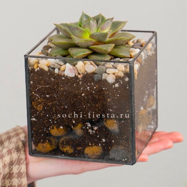 Флорариум Кубик с суккулентом Каменная роза в Твери