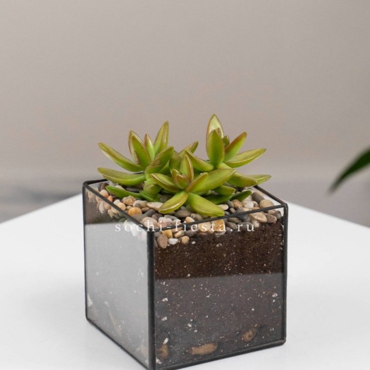 Флорариум Кубик с суккулентом Седум в Твери