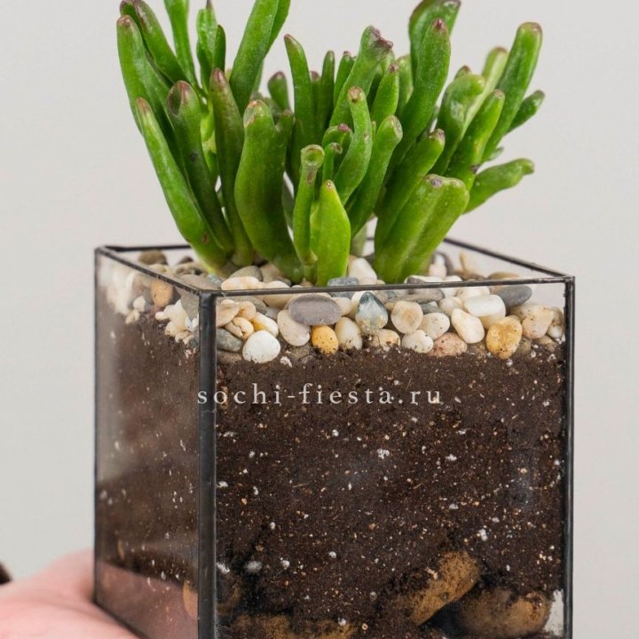 Флорариум Кубик с суккулентом Хоббит в Твери