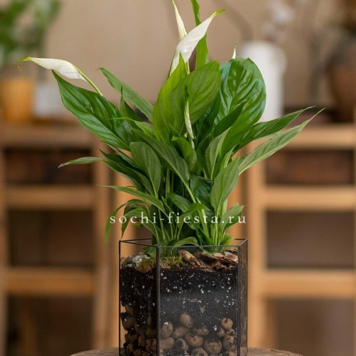Спатифиллум в кашпо Пятиугольник в Твери
