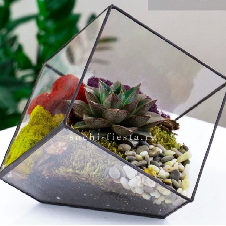 Флорариум Куб усеченный с суккулентом Каменная роза в Твери