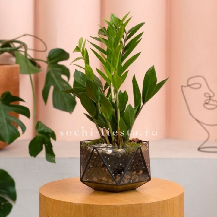 Замиокулькас в кашпо Икосаедр в Твери
