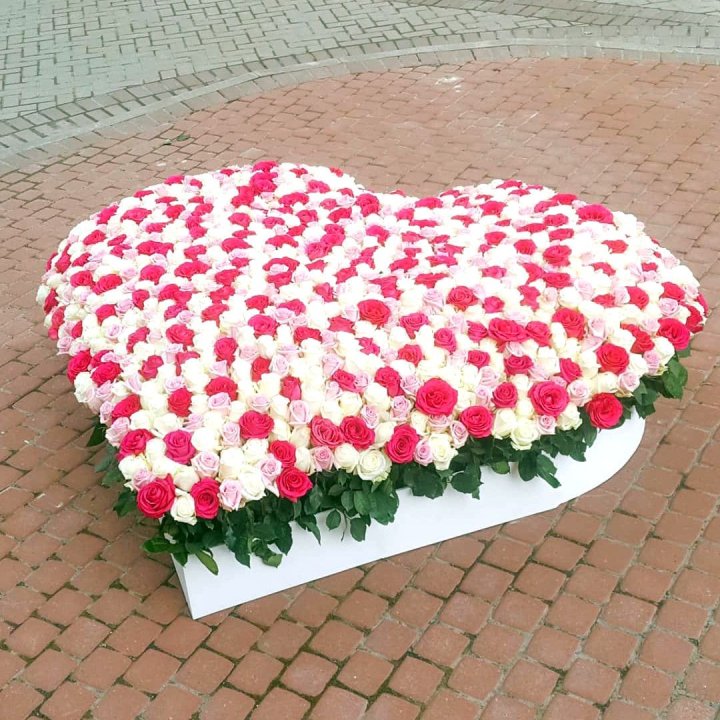 555 роза  в Твери