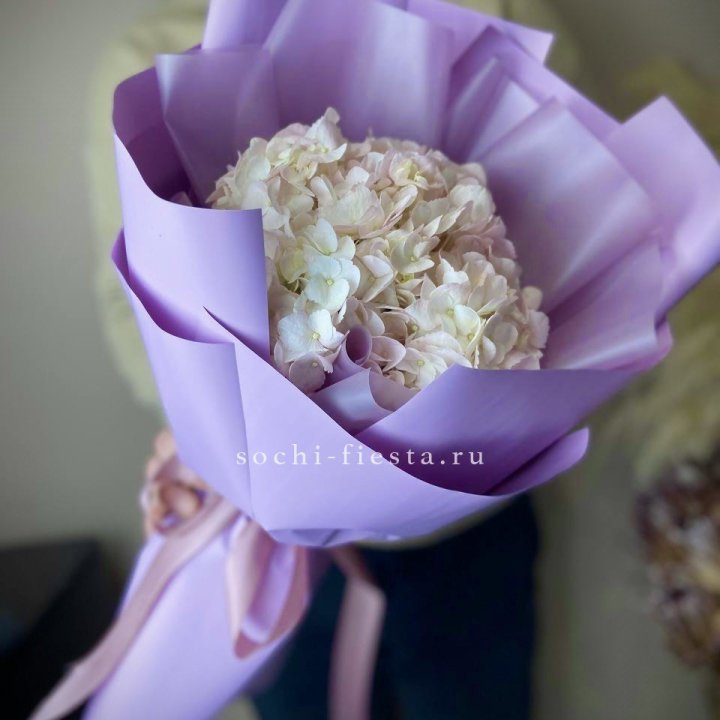 Гортензия розовая в Твери