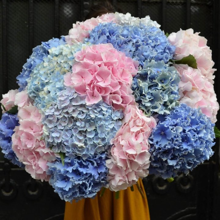 Букет гортензий "Фонтан" в Твери