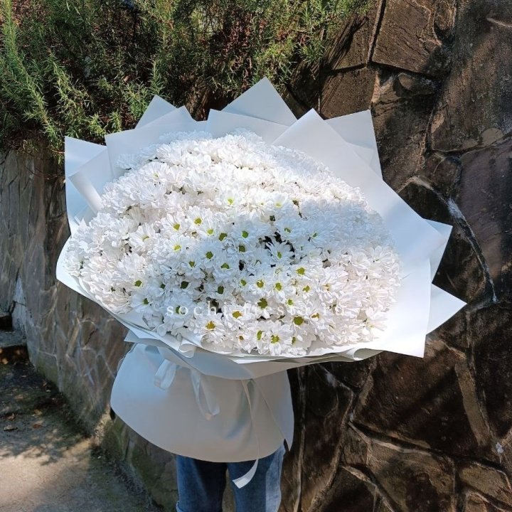 Облако хризантем №2 в Твери