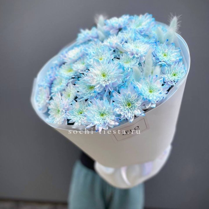  Букет нежно-голубых хризантем  в Твери
