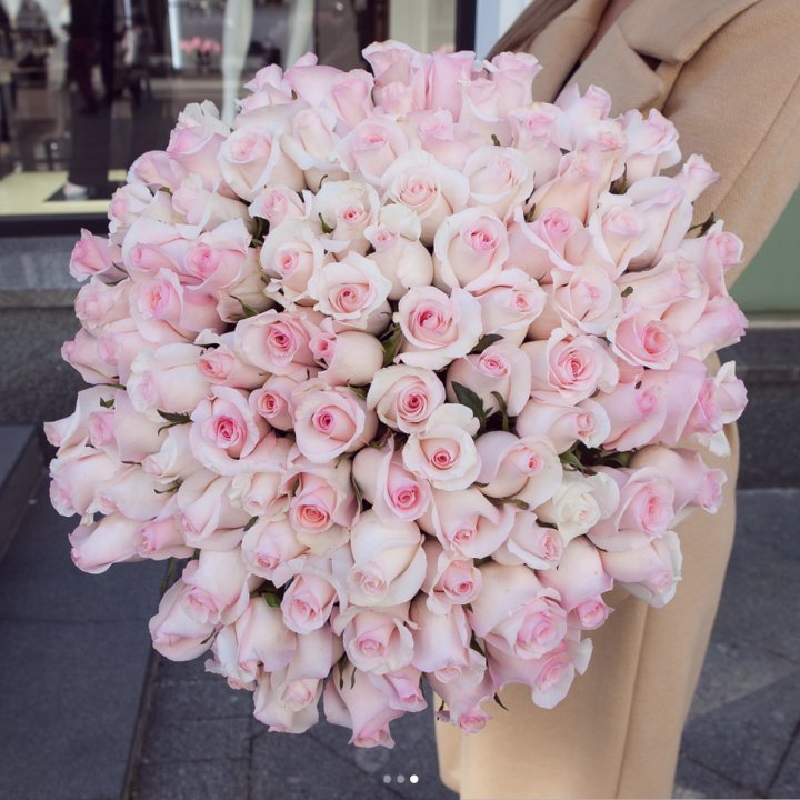 Розы "Пинк бум" в Твери