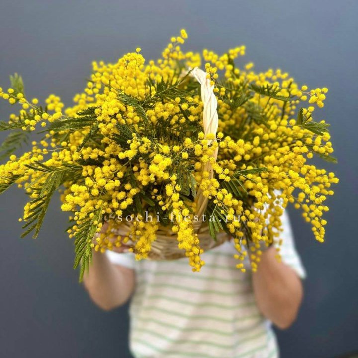 Весенняя корзина мимозы в Твери