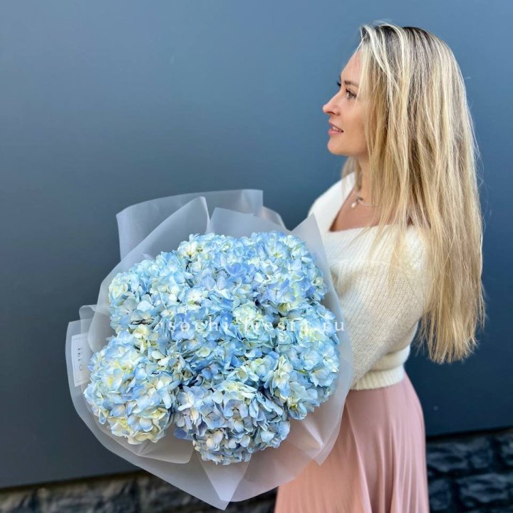 7 голубых гортензий в Твери