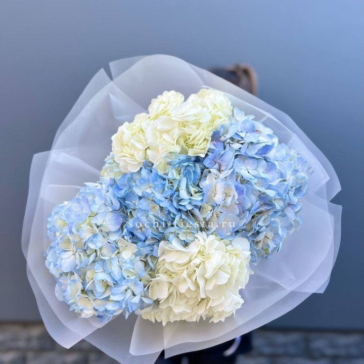5 бело-голубых гортензий в Твери