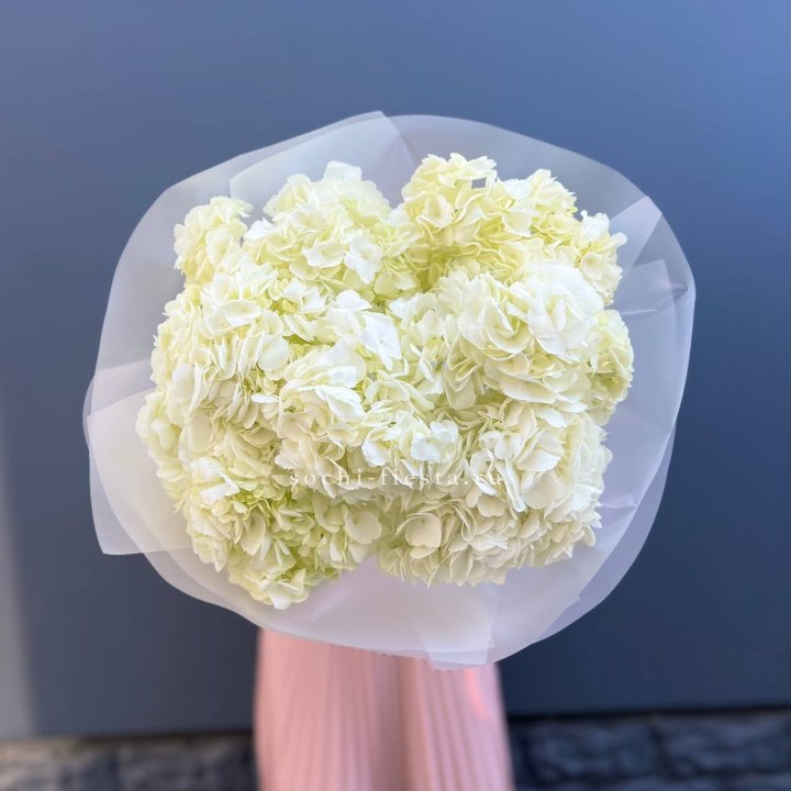 7 белых гортензий в Твери