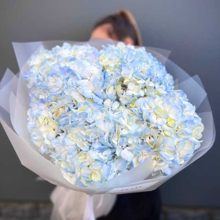 5 голубых гортензий в Твери