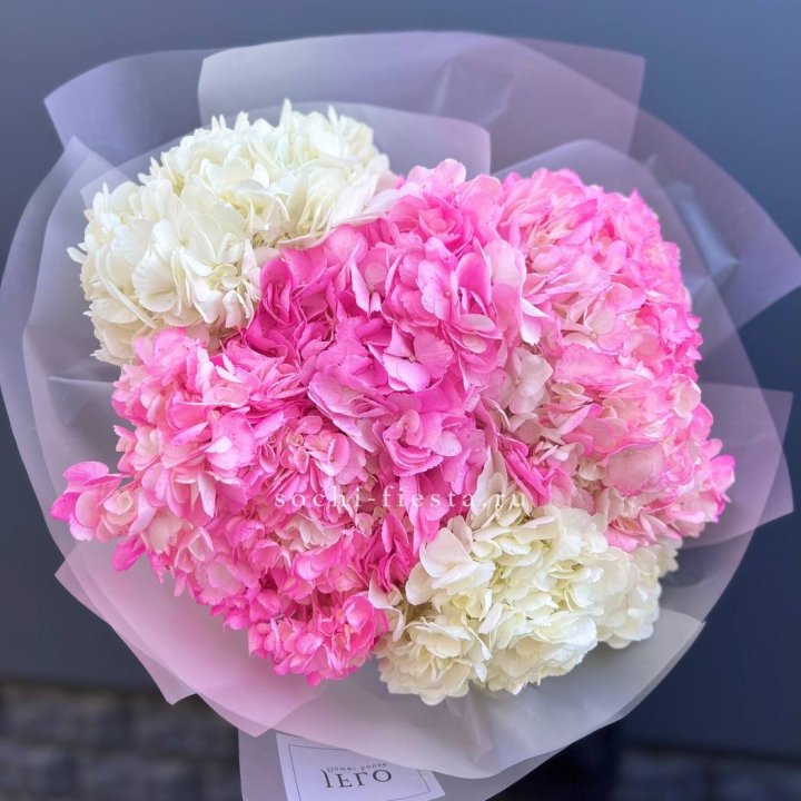 5 бело-розовых гортензий в Твери