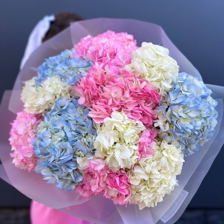11 гортензий микс в Твери