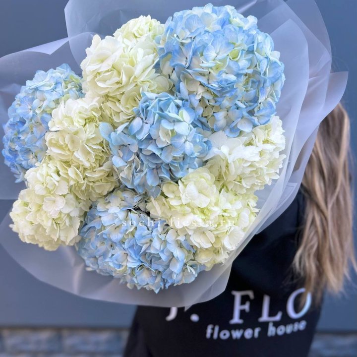 9 бело-голубых гортензий в Твери