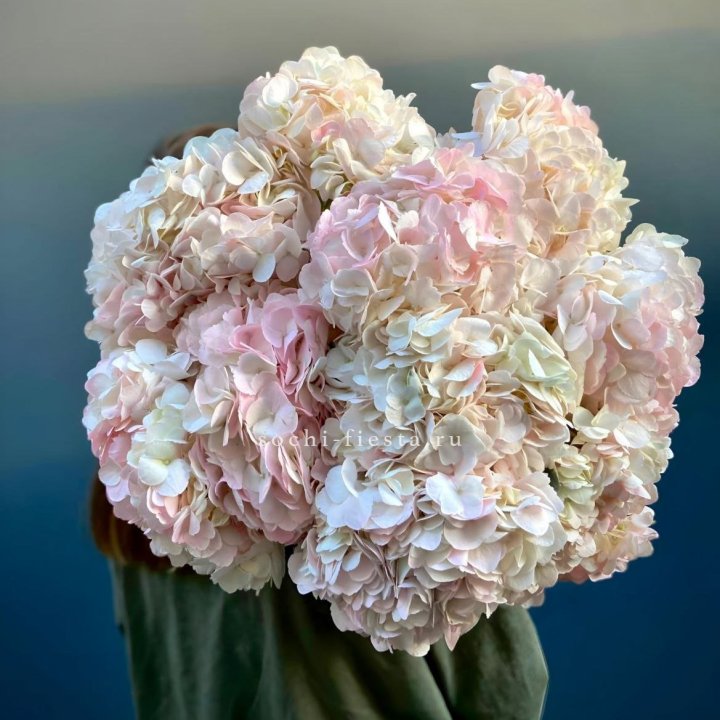 Охапка розовой гортензии в Твери