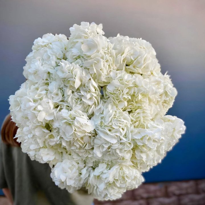 Охапка белой гортензии в Твери