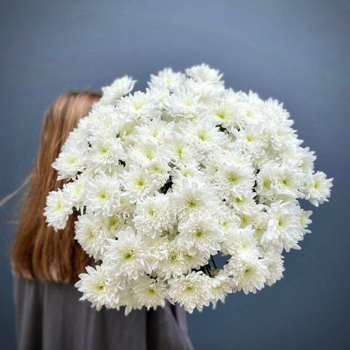 Охапка Хризантемы кустовой в Твери