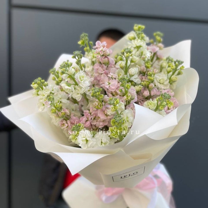 29 маттиол  в Твери