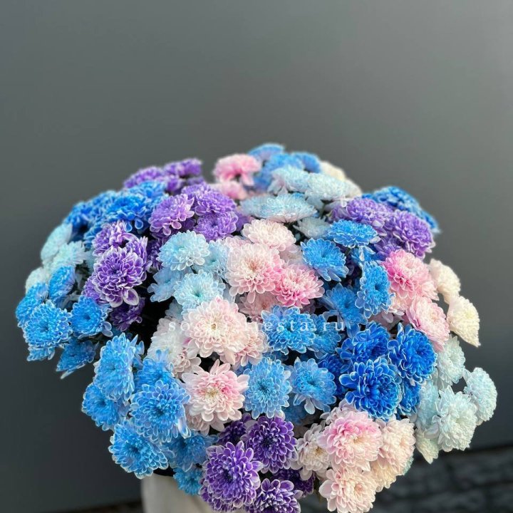 25 цветных хризантем в Твери