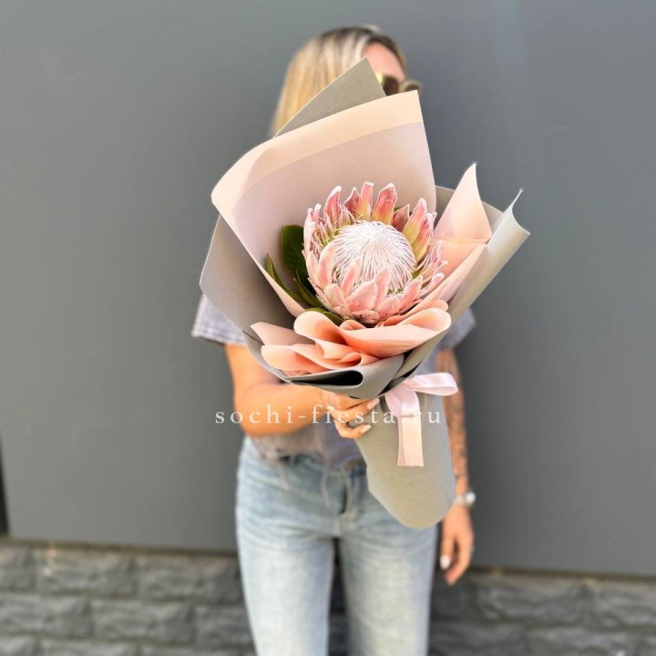 Протея мини  в Твери