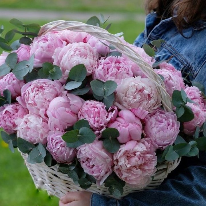 51 пион в корзине в Твери