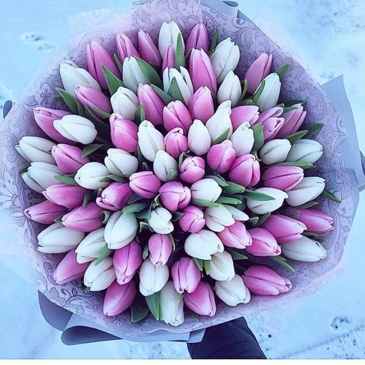 101 тюльпан "Лолипоп" в Твери