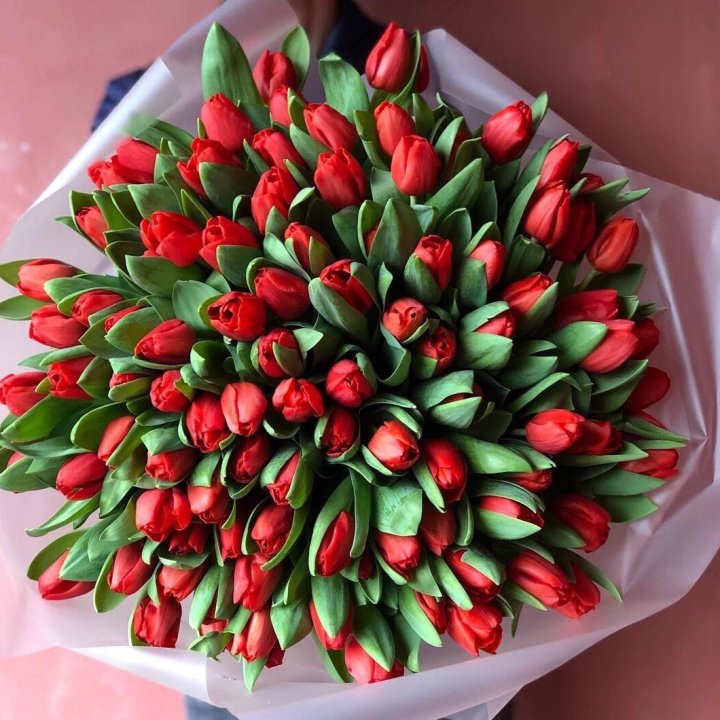 101 красный тюльпан в Твери